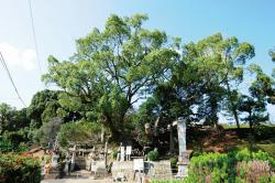 十六神社のクスノキ