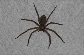 アシダカグモ写真