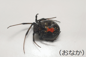 セアカゴケグモお腹写真