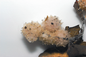 セアカゴケグモ卵のうと幼虫写真