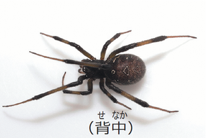 ハイイロゴケグモ背中写真