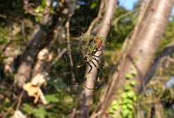 ジョロウグモ写真