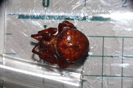 コゲチャオニグモ写真