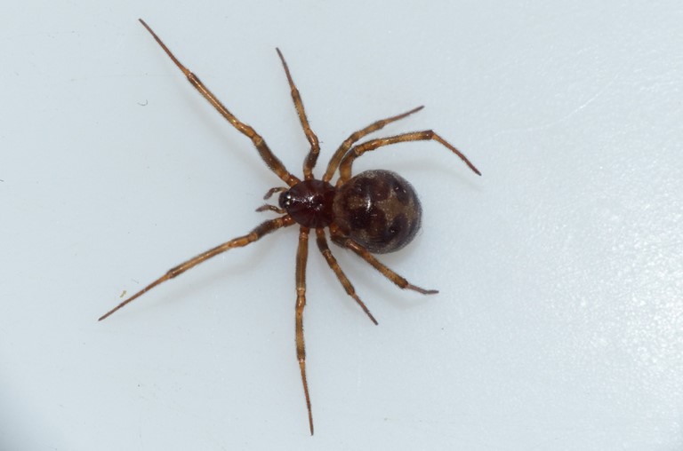 マダラヒメグモ写真