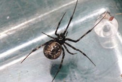 オオヒメグモ写真