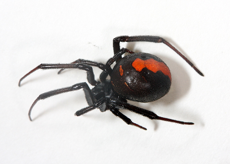 セアカゴケグモ背中写真