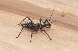 ヨコヅナサシガメ写真