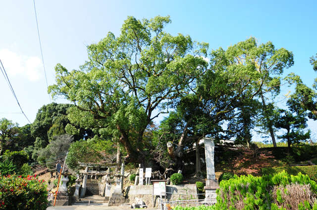 十六神社のクスノキ