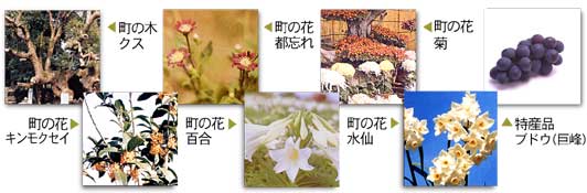 町の木、町の花の写真